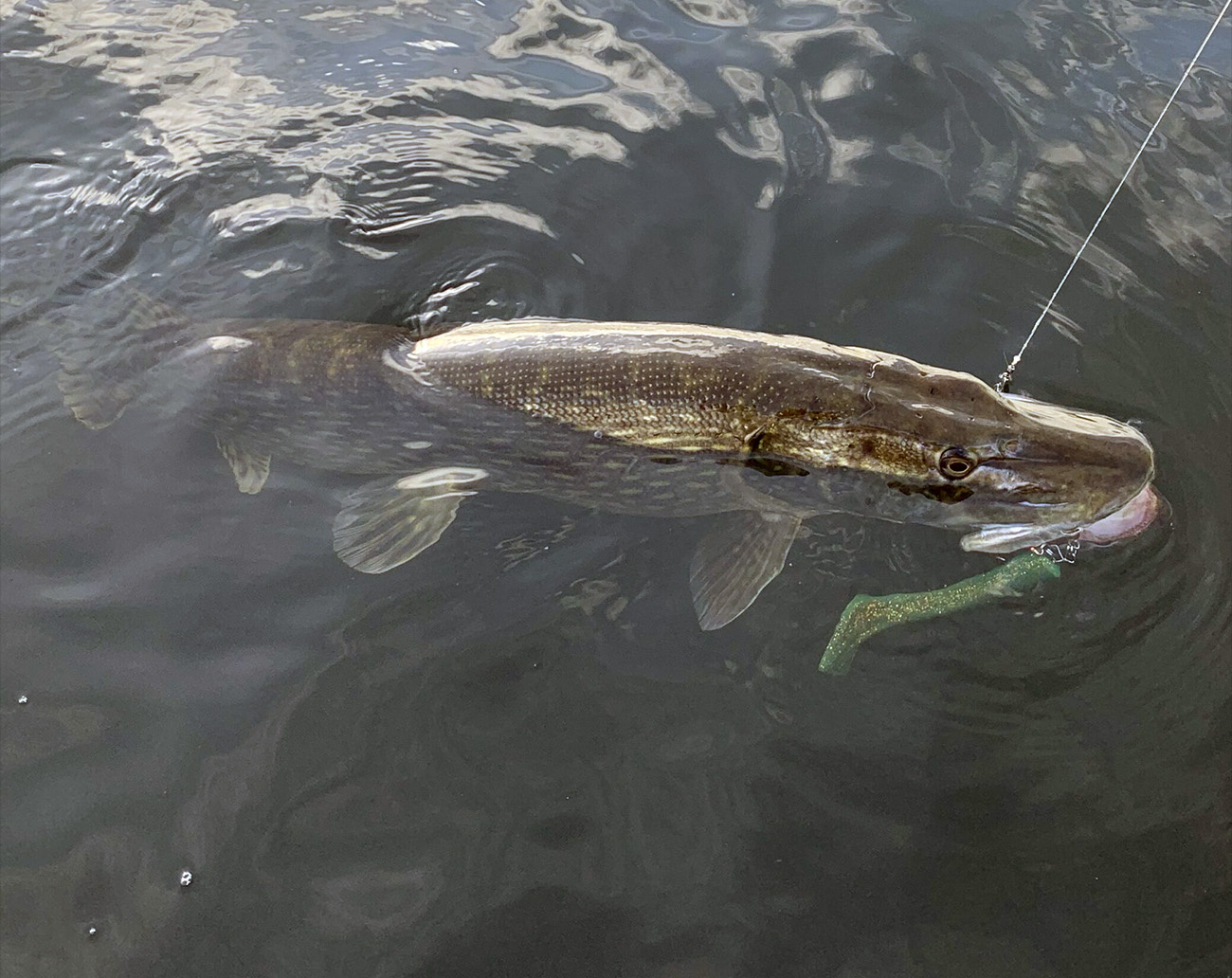 Esox Inc Titan